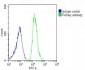 PREX1 Antibody (C-term)