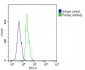 MCL1 Antibody (BH3 Domain Specific)