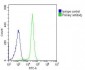 IL1RL2 Antibody (Center)