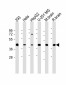 GIPC1 Antibody (N-term)