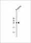 Erythropoietin Antibody (N-term)