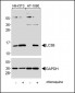 LC3 Antibody (APG8B) (N-term)