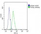 SLC22A2 Antibody (N-term)