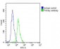 CCT8L2 Antibody (N-Term)