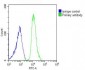 SH3PXD2B Antibody (C-Term)