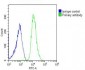 ITIH4 Antibody (C-Term)