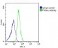 ITIH4 Antibody (C-Term)