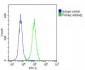 RPS7 Antibody (C-Term)