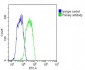 SLC29A2 Antibody (N-Term)