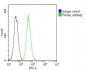 Profilin-1 Antibody