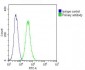 COXIV Antibody