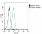 RPS4X Antibody (C-Term)