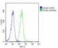 alpha Tubulin Antibody