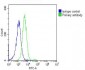 DNM2 Antibody (N-Term)