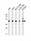 NSFL1C Antibody (Center)