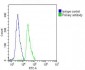 VE Cadherin Antibody (CDH5) (N-term)