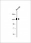 ENPP2 Antibody (Center)