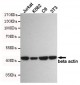 Anti-β-Actin Antibody