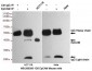 Anti-EpCAM Antibody