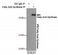 Anti-Fatty Acid Synthase Antibody