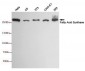 Anti-Fatty Acid Synthase Antibody