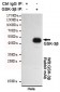 Anti-GSK3 β Antibody