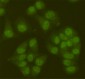 Anti-SIRT6 Antibody