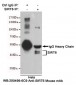 Anti-SIRT6 Antibody