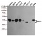 Anti-SIRT6 Antibody