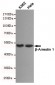 Anti-β-Arrestin 1 Antibody