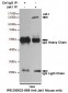 Anti-Jak1 Antibody