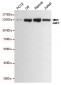 Anti-Jak1 Antibody