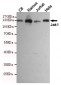 Anti-Jak1 Antibody