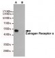 Anti-Estrogen Receptor?α Antibody