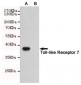 Anti-Toll-like Receptor 7 Antibody
