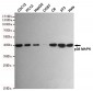 Anti-p38 MAPK Antibody