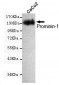 Anti-CD133 Monoclonal Antibody