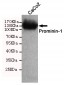 Anti-CD133 Monoclonal Antibody