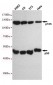 Anti-NFKB1 Antibody