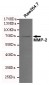 Anti-MMP-2 Antibody