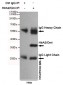 Anti-HTRA2 Antibody