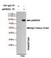 Anti-p90RSK Antibody