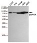 Anti-p90RSK Antibody