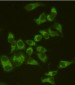 Anti-AIF Antibody