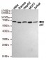 Anti-AIF Antibody