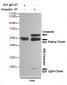 Anti-Vimentin Antibody