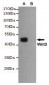 Anti-Wnt3 Antibody