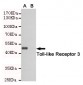 Anti-Toll-like Receptor 3 Antibody