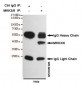 Anti-MKK3/6 Antibody