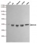 Anti-MKK3/6 Antibody